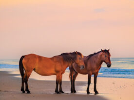 Corolla wild horses on the beach