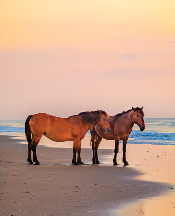 Corolla wild horses on the beach