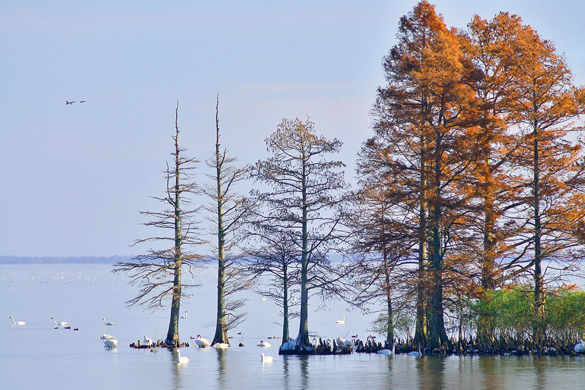 Tundra swans in the Currituck Sound in North Carolina