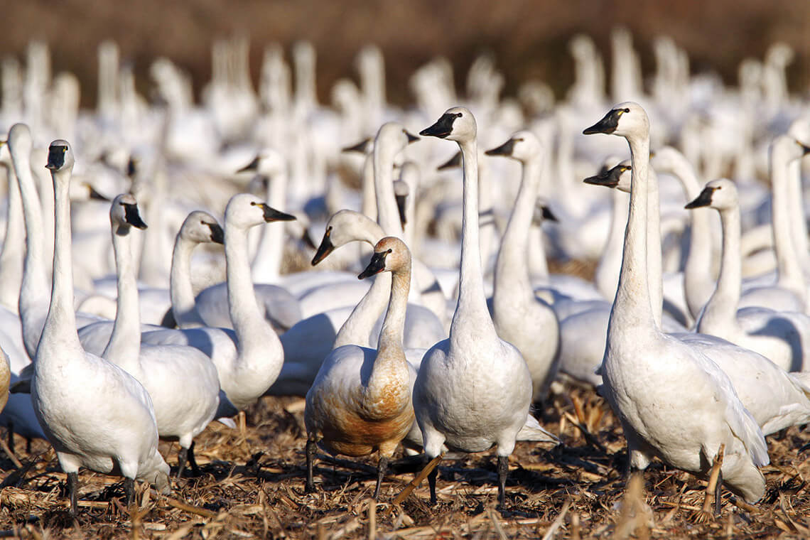 Gaggle of tundra swans