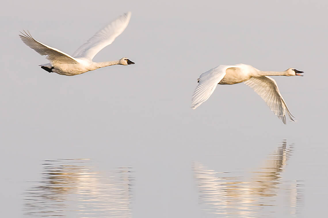 Two tundra swans flying low over the water
