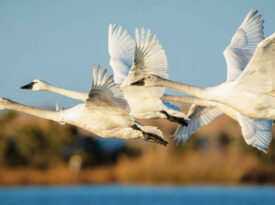 Tundro swans flying over the water