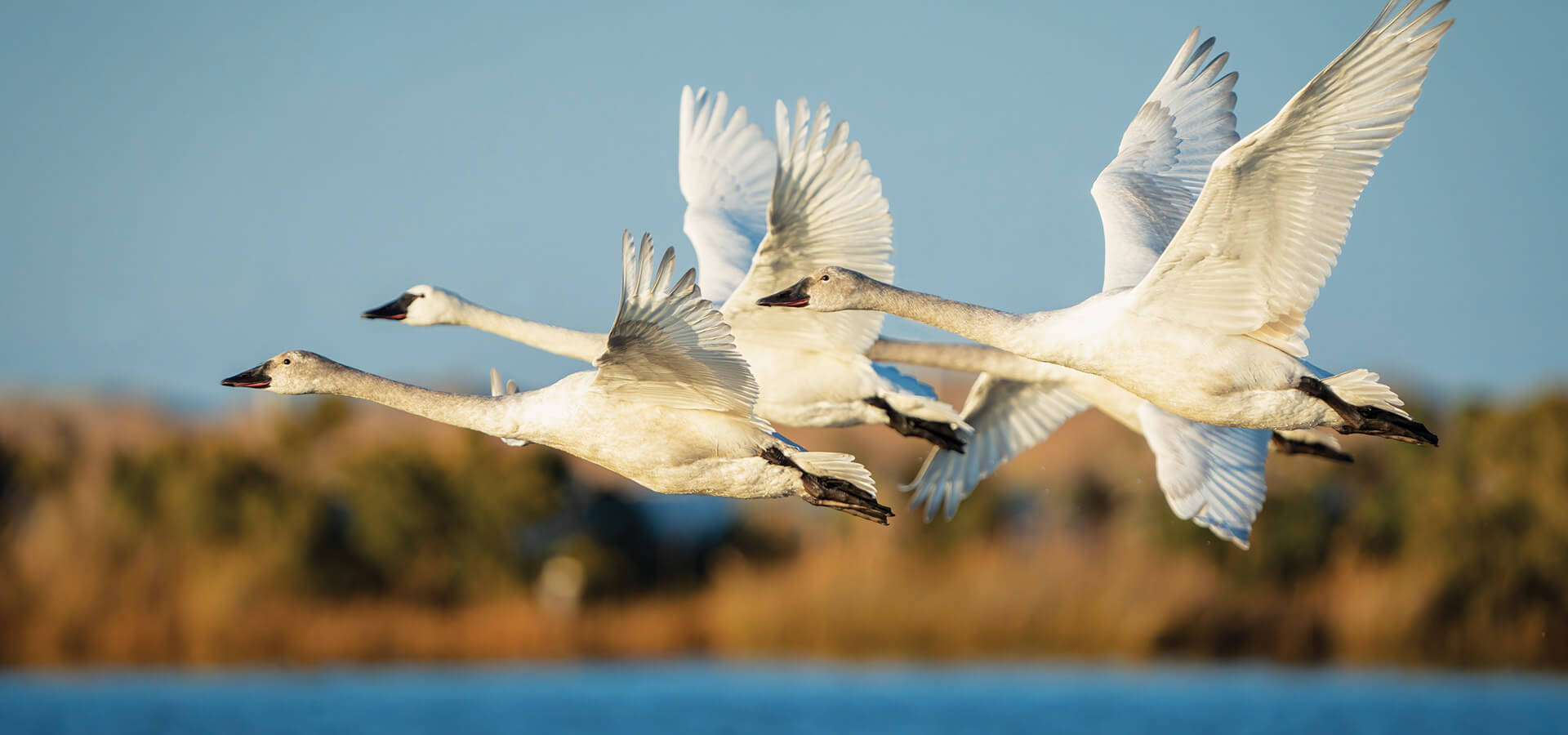 Tundro swans flying over the water