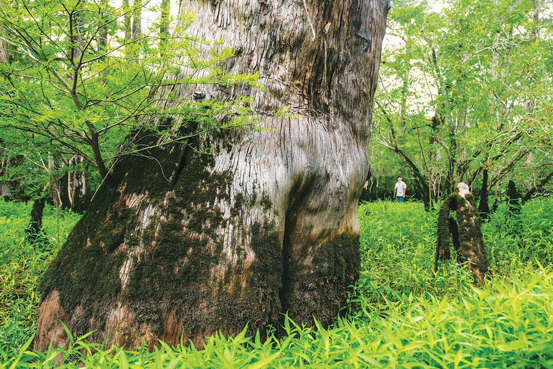 Giant cypress tree trunks in Black River Preserve on the Coastal Plain
