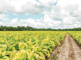 Tobacco fields in Clinton, NC
