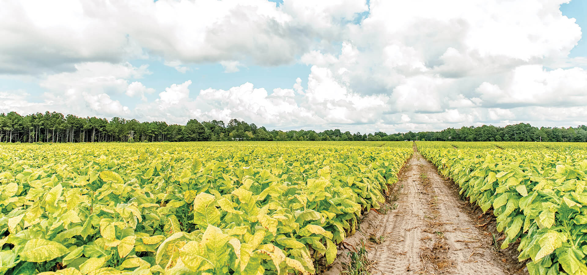 Tobacco fields in Clinton, NC