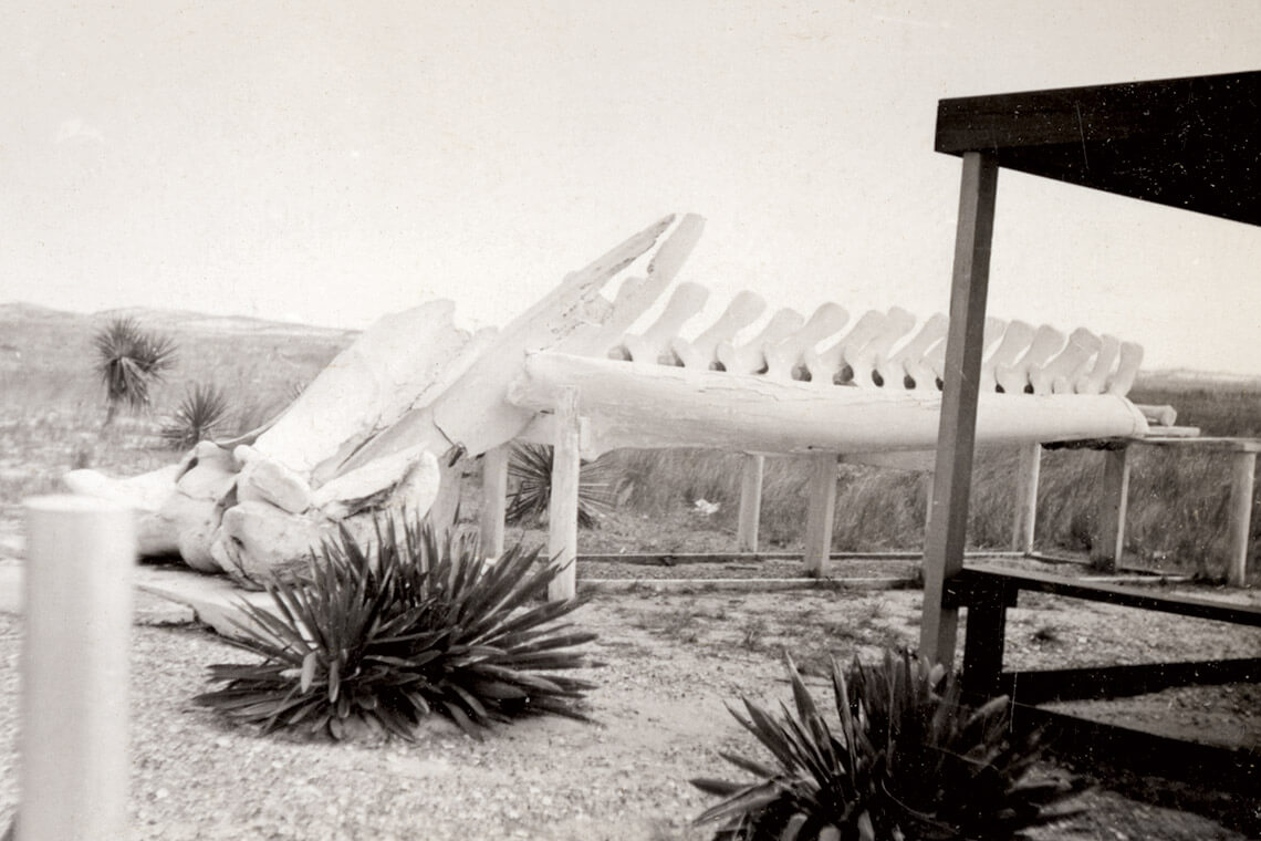 Whalebone skeleton positioned in the heart of Whalebone Junction in the 1930s