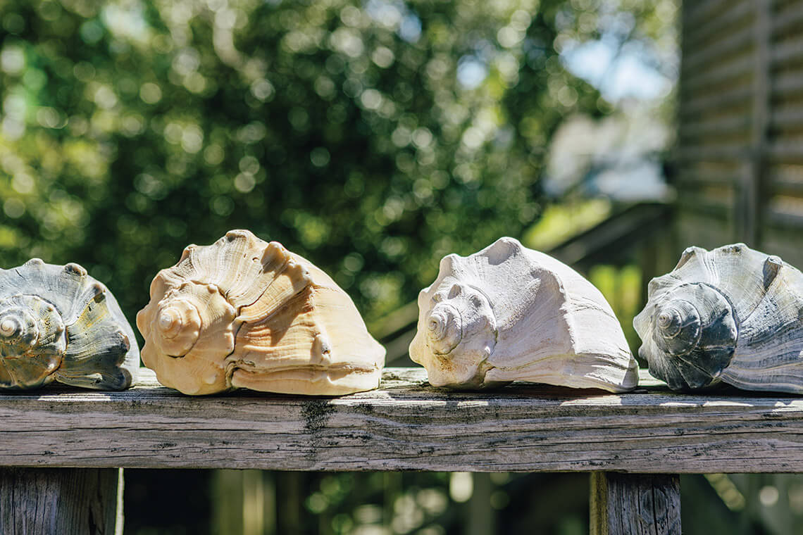 Conch shells on the porch beam