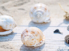 Scotch bonnet sea shells