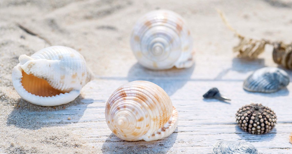 Scotch bonnet sea shells
