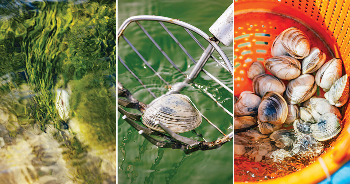 A clam under water, raking up a clam, a basket full of clams
