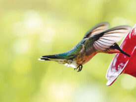 Hummingbird at a feeder
