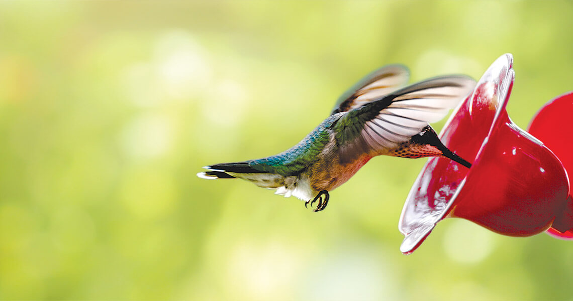 Hummingbird at a feeder