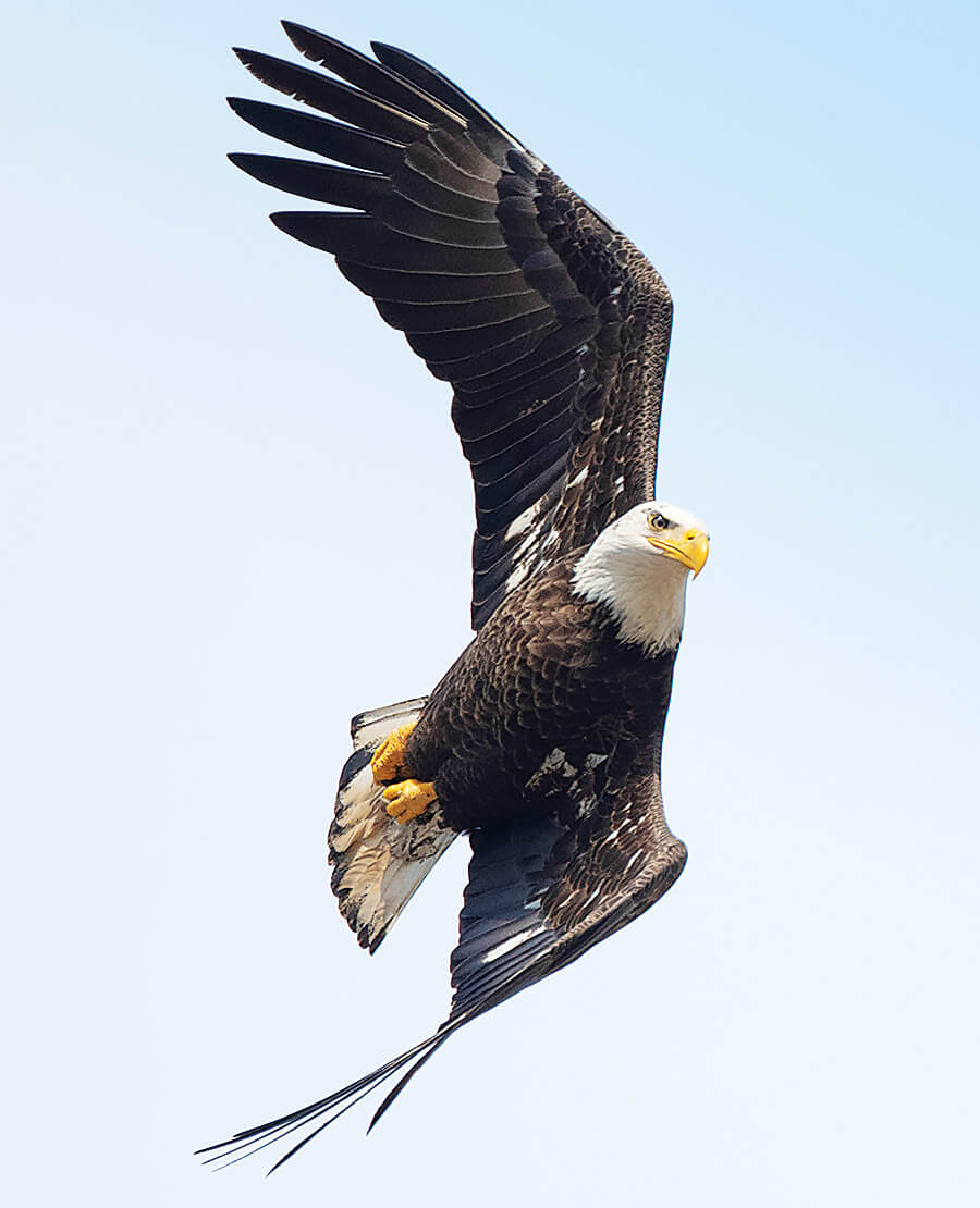 Bald eagle flying through the air