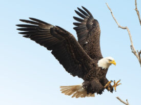 Bald eagle at Jordan Lake State Recreation Area.