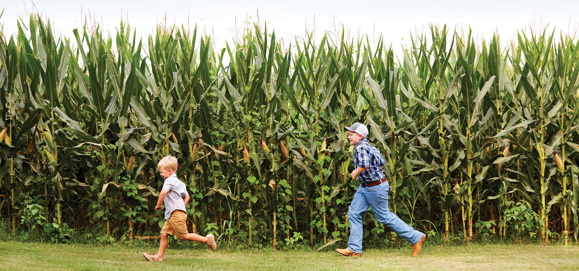 Cousins Samuel, 5, and Eli, 10, run through the corn field at Knox Farm, the oldest bicentennial farm in North Carolina