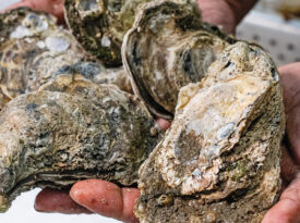 Hands holding oysters at Southern Breeze Seafood