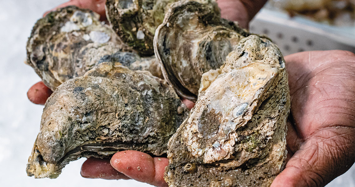 Hands holding oysters at Southern Breeze Seafood
