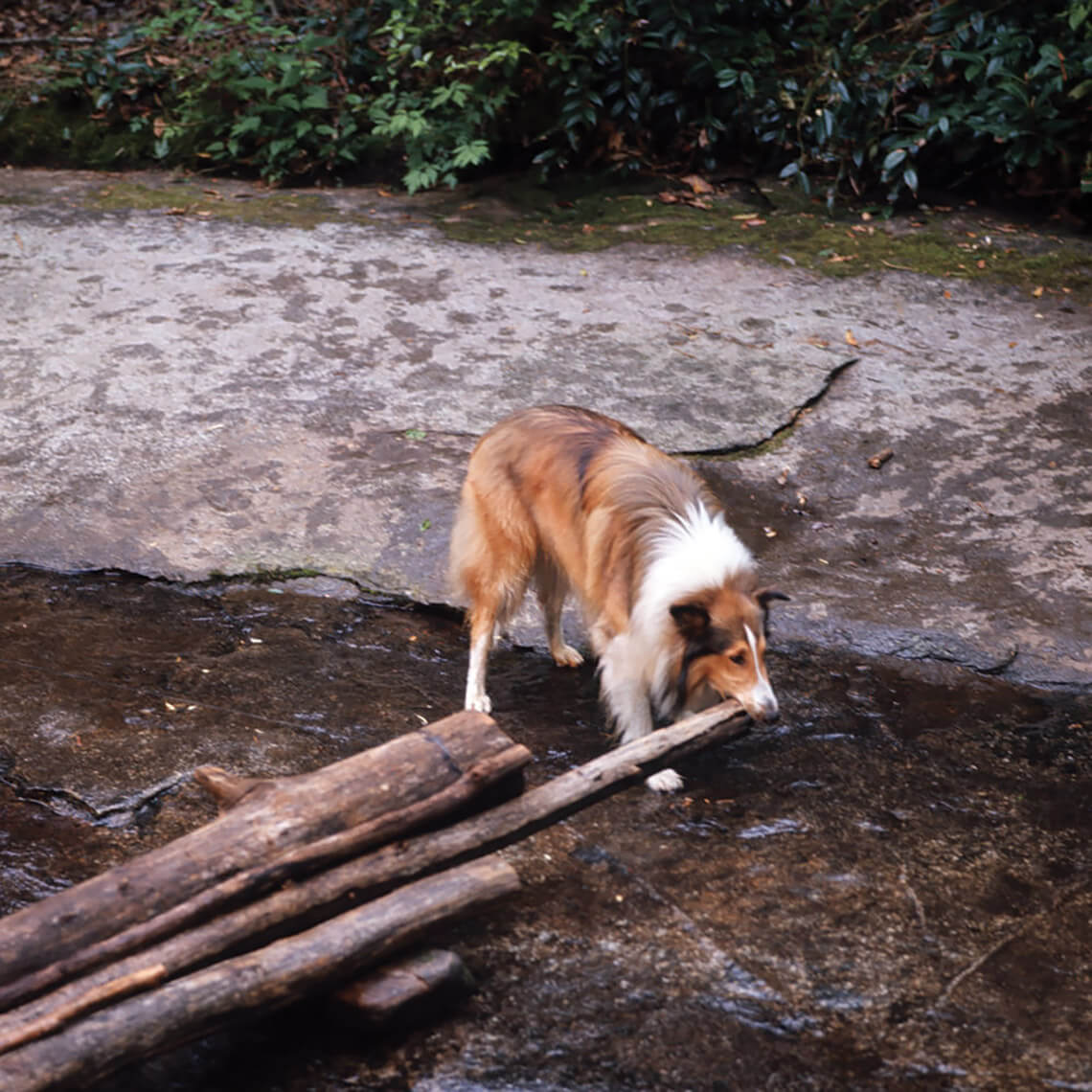 Lassie dislodging a timber crosswalk to save the day