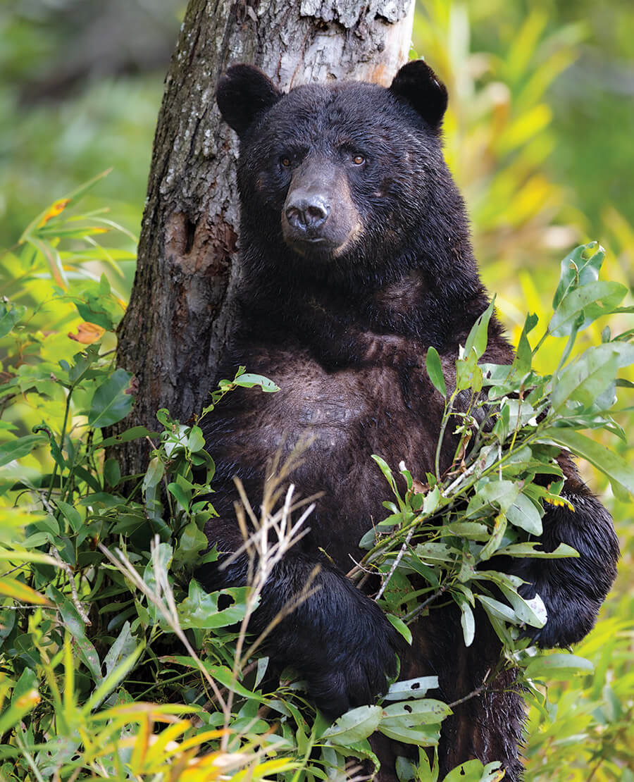 A black bear hiding against a tree in the Alligator River National Wildlife Refuge