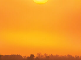 A bear spotted at the Alligator River National Wildlife Refuge in the evening