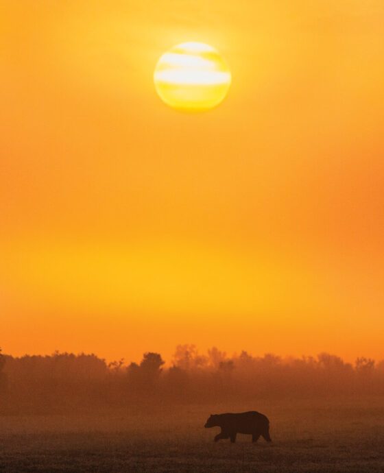 A bear spotted at the Alligator River National Wildlife Refuge in the evening