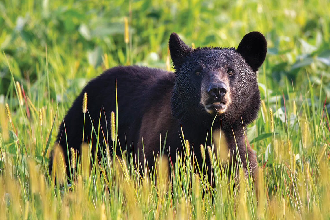 Black bear in the grasses at the Alligator River National Wildlife Refuge