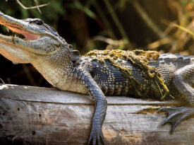 Alligator on a tree branch at Alligator River National Wildlife Refuge