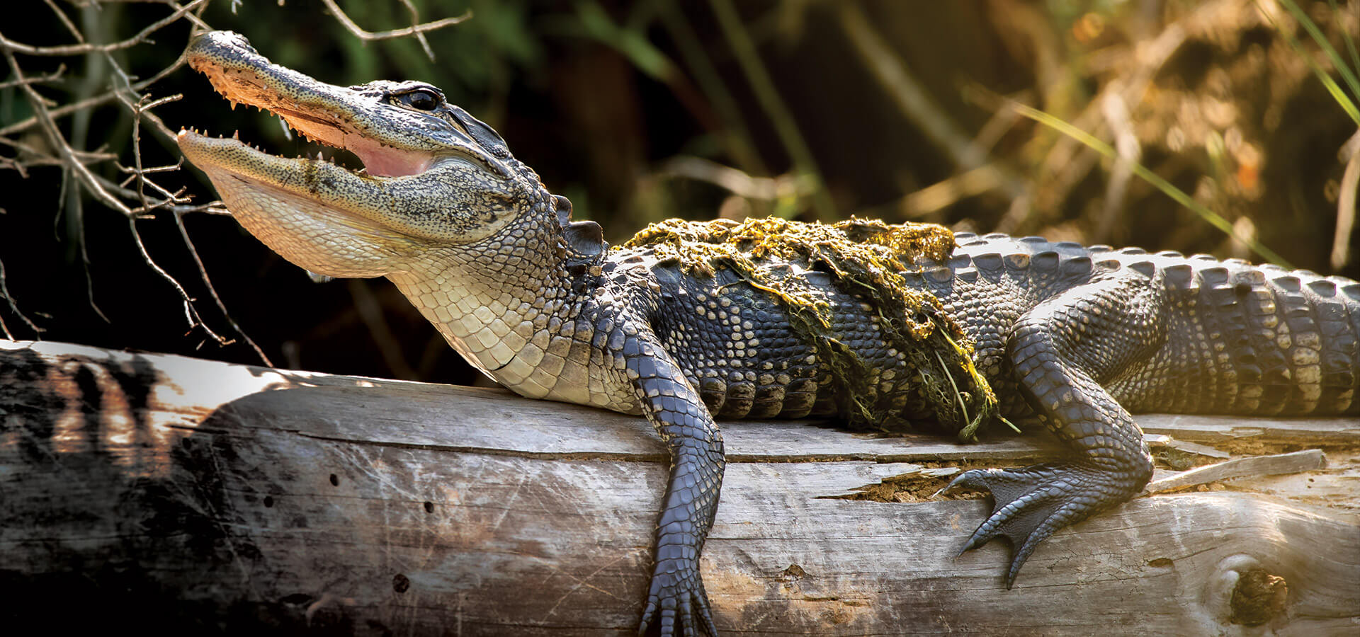 Alligator on a tree branch at Alligator River National Wildlife Refuge