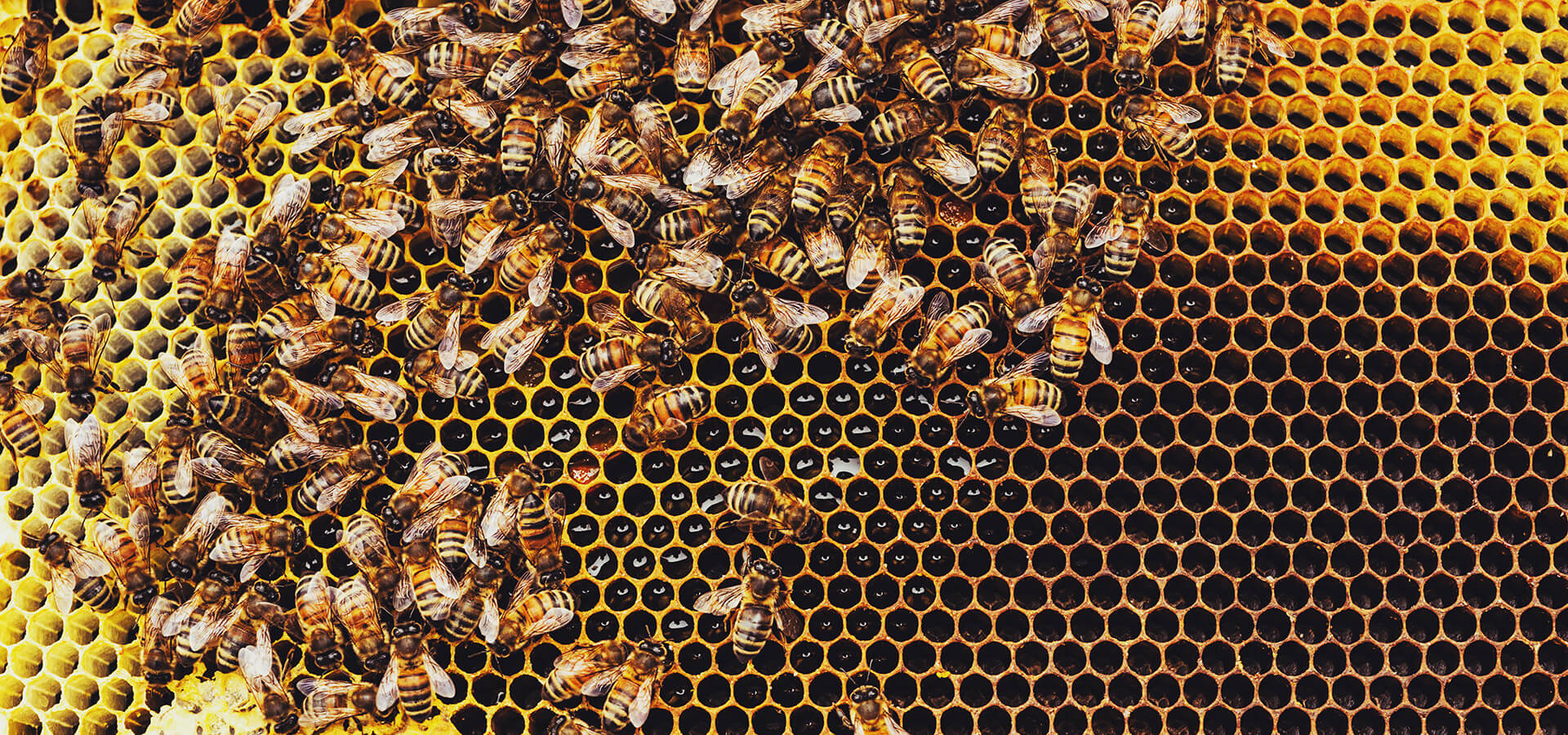 A colony of honeybees