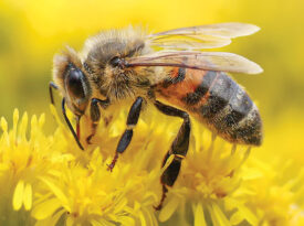 honeybee on a flower