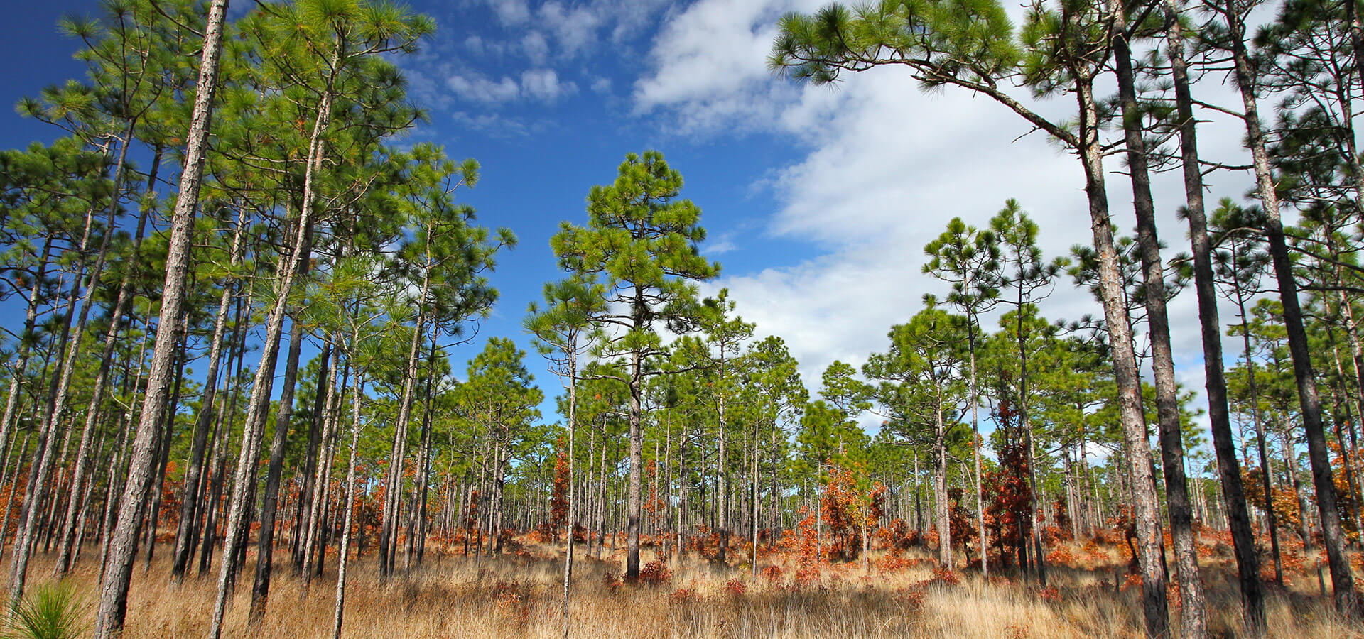 Along the Neusiok Trail in Croatan National Forest, you’ll pass through virgin longleaf pine stands.