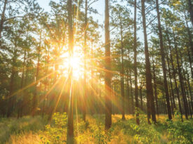Sunlight shines through the land of pine trees in North Carolina