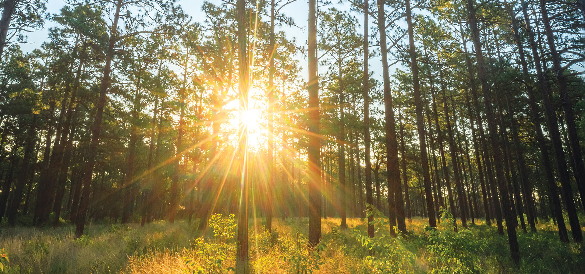 Sunlight shines through the land of pine trees in North Carolina