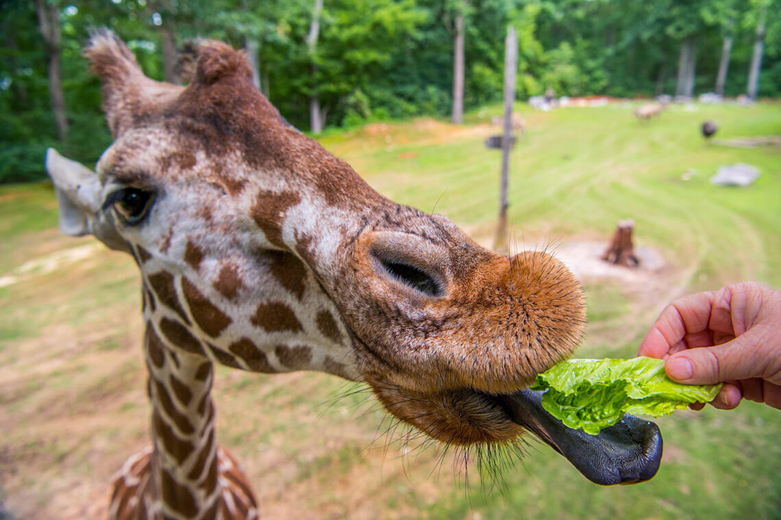 Feeding giraffes at the NC Zoo