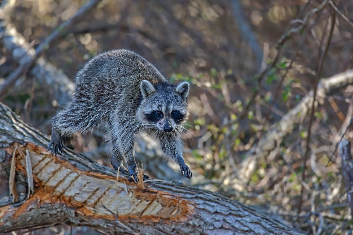 A raccoon in Pocosin Lakes National Wildlife Refuge