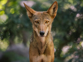 Red wolf