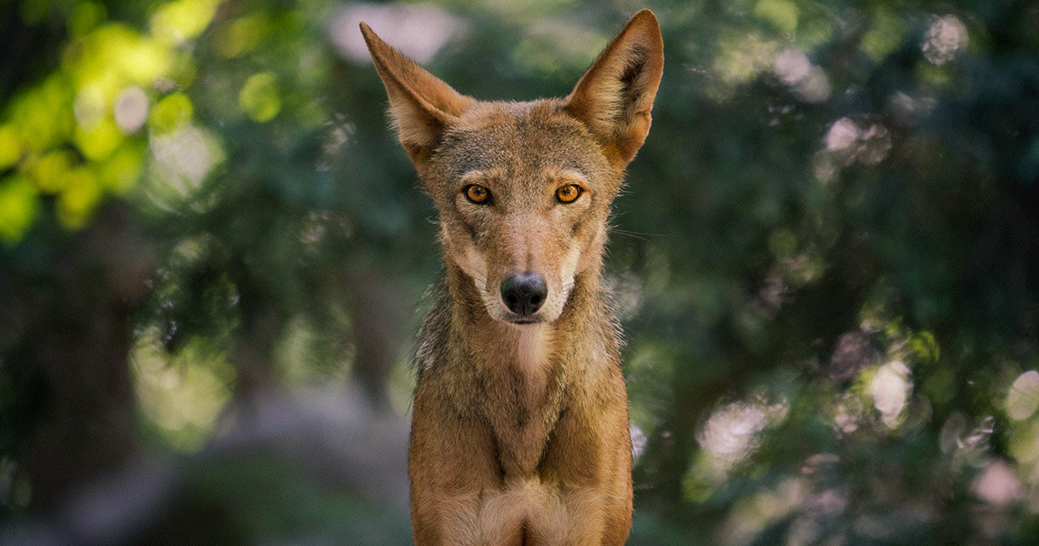 Red wolf