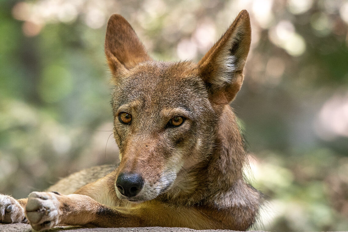 Red wolf
