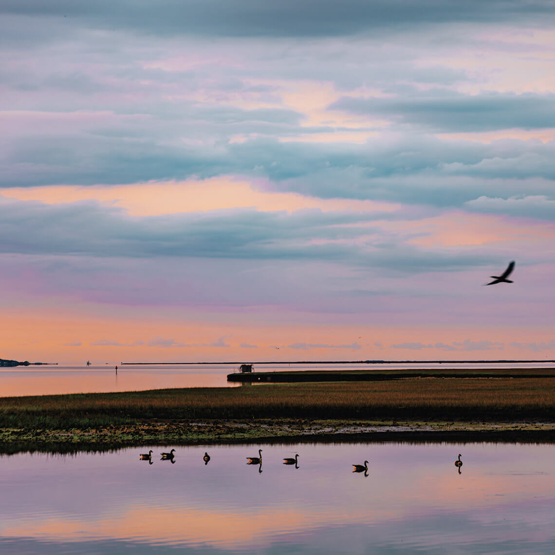 Waterfowl on the North River in Down East