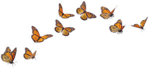 Illustration of monarch butterflies