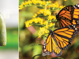 Monarch butterflies and a cocoon.