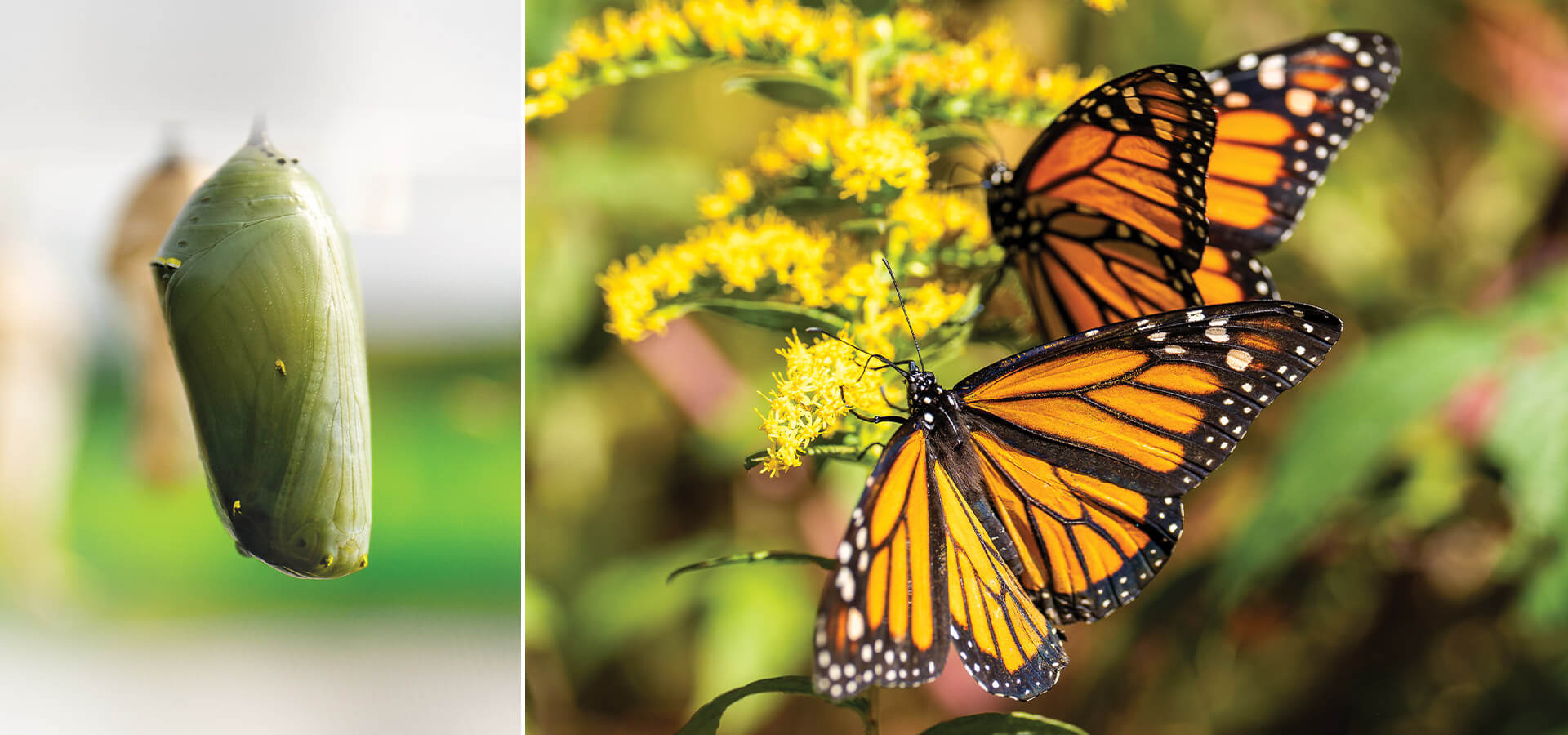 Monarch butterflies and a cocoon.