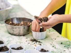 Person makes a seed bomb for their monarch butterflies