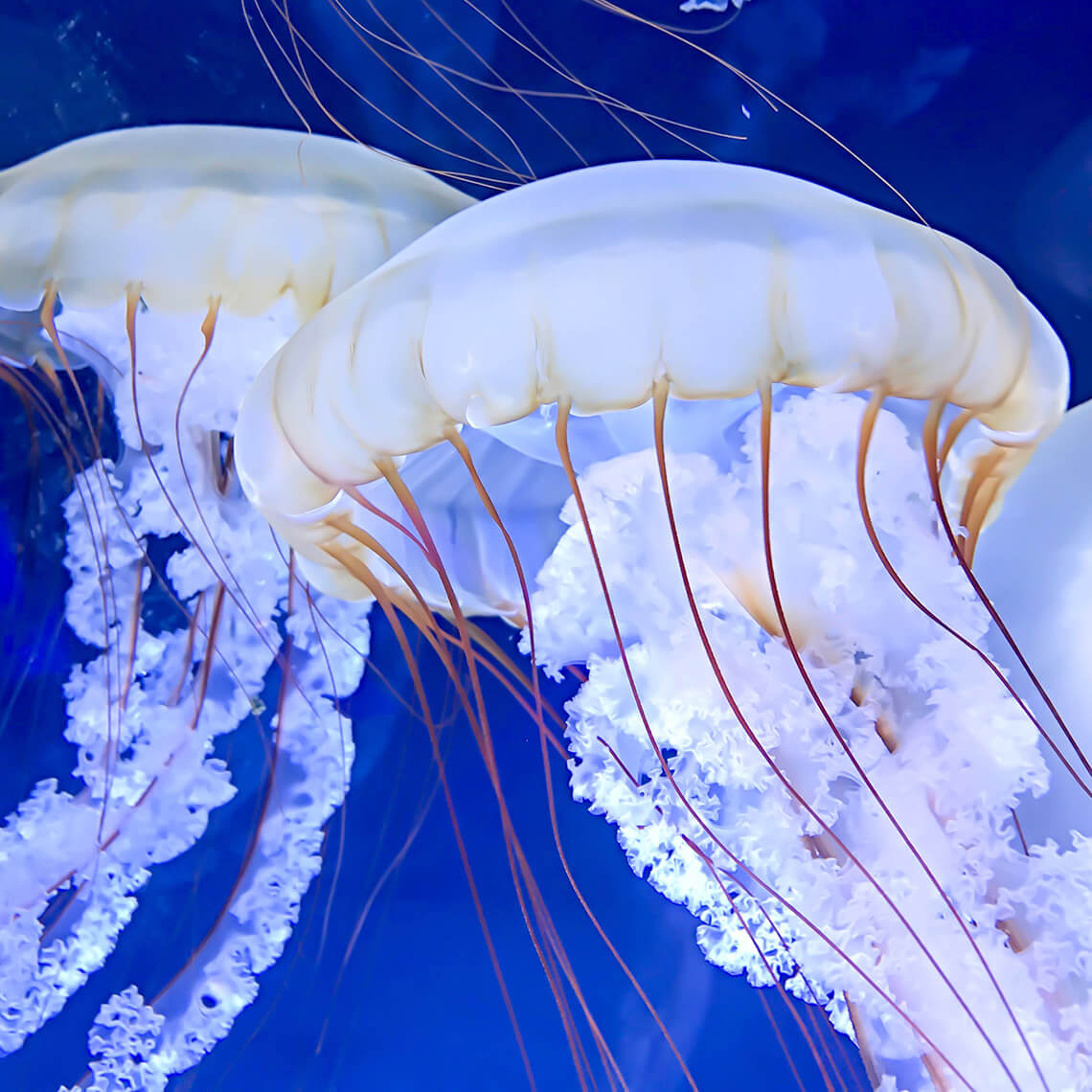 Jellyfish at the NC Aquarium at Roanoke Island