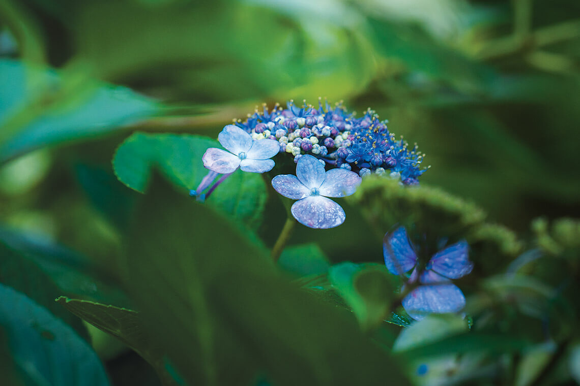 Elizabethan Gardens is home to 500 species of plants, such as lacecap hydrangeas.