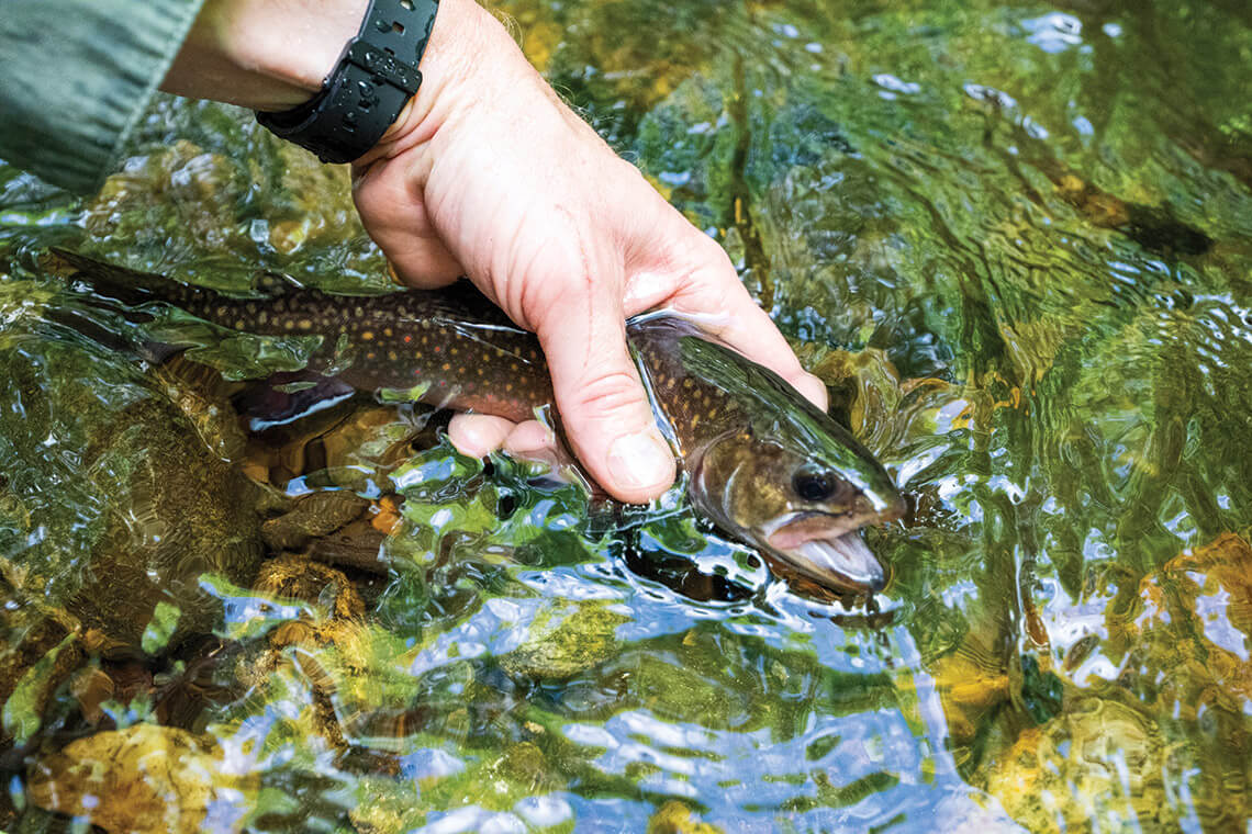 Brook trout from the Mills River