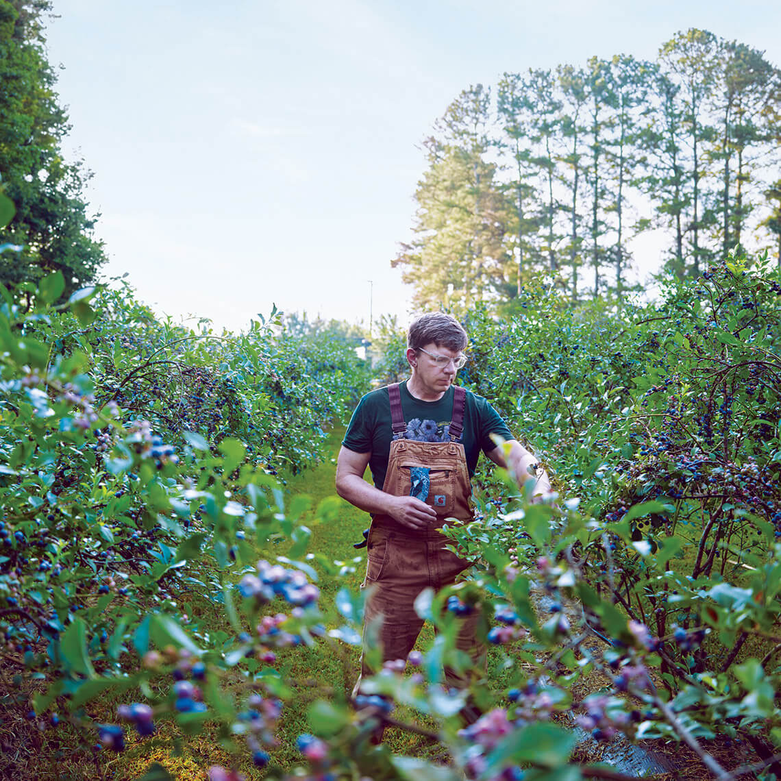 The author picks plump blueberries for Sister Oaks Farm. 