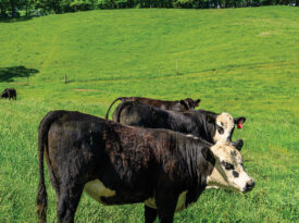 Angus cows in the pasture at Shipley farm.