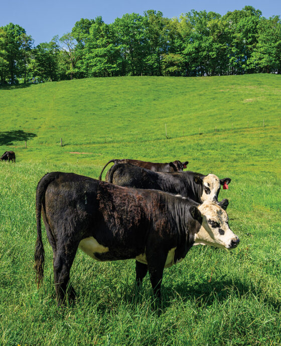 Angus cows in the pasture at Shipley farm.